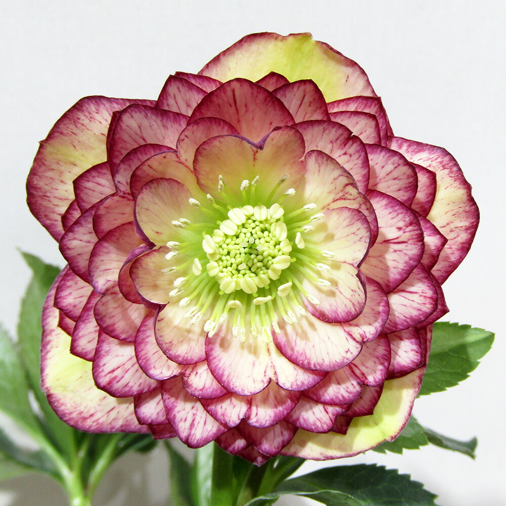 苗 クリスマスローズ ゴールド」の人気商品一覧 | 安い商品を通販