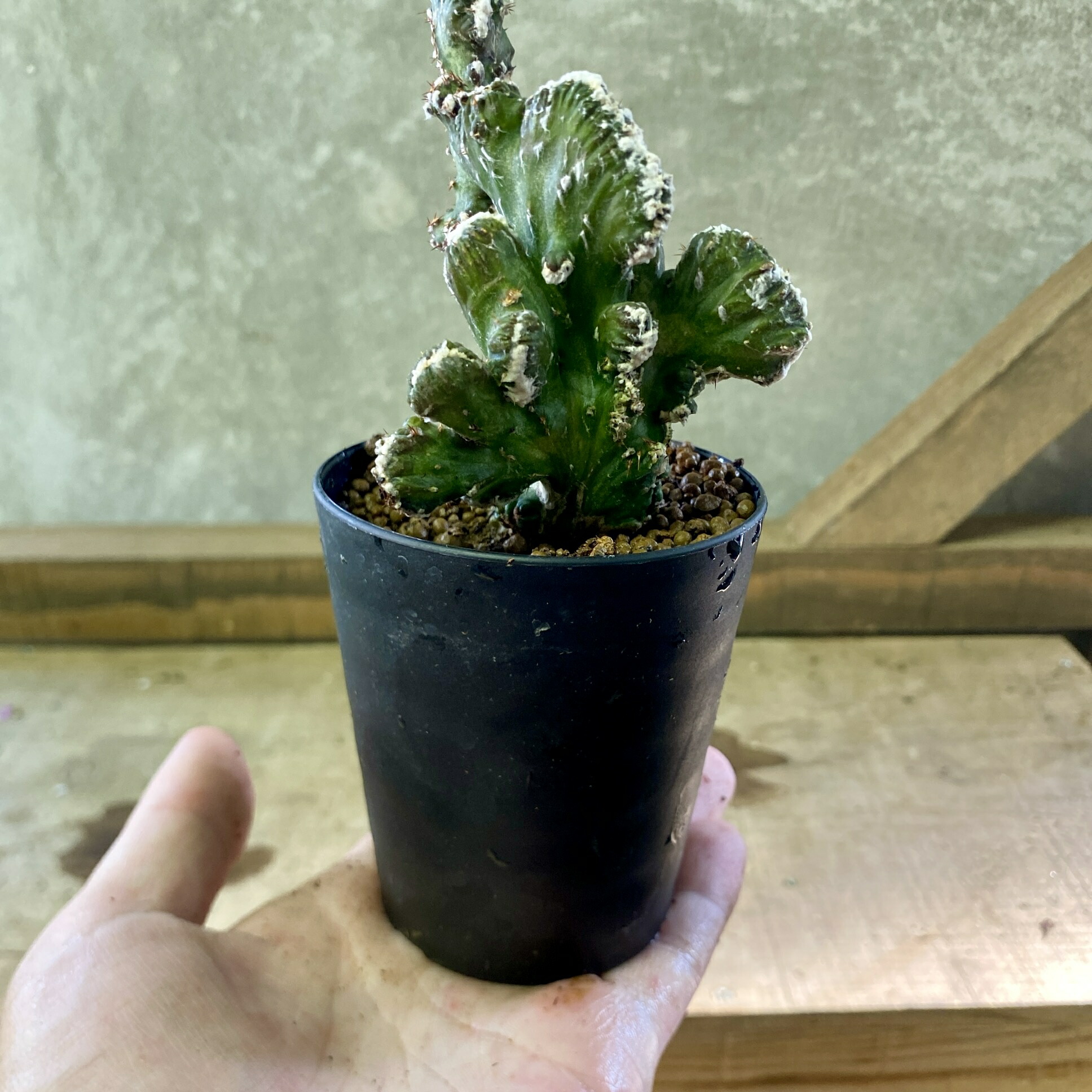 楽天市場】サボテン 残雪の峰 : plant life