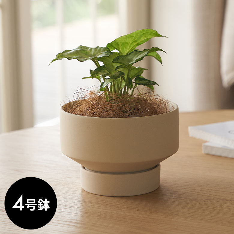 植木鉢 4号」の人気商品一覧 | 安い商品を通販サイトから探す - 価格.com