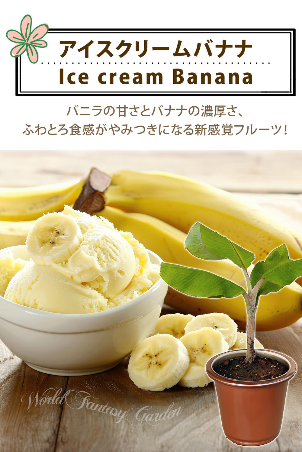 楽天市場】苗 果樹 苗 アイスクリームバナナ 選べるサイズ 4.5号〜7号