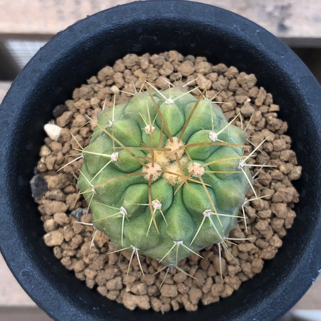 楽天市場】サボテン：コピアポア ハセルトニアナ 逆鱗丸*幅4cm