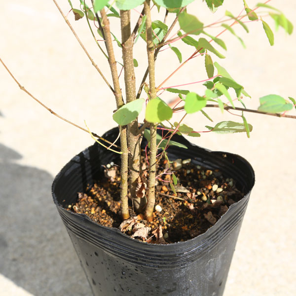 楽天市場】送料無料！庭木：桂の木（カツラの木） 寄せ植え(2-3本