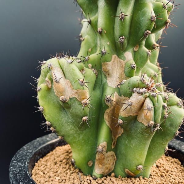 楽天市場】サボテン：セレウス 岩石獅子*幅14cm 現品！一品限り