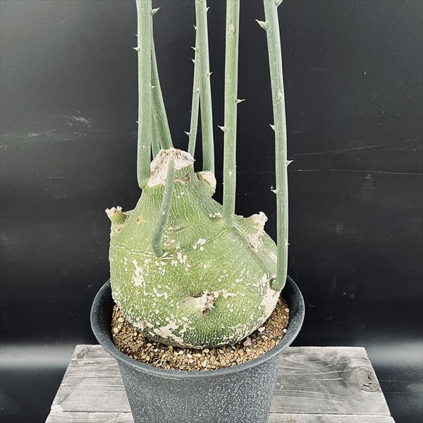 楽天市場】コーデックス：アデニア プセウドグロボーサ*塊根幅18cm