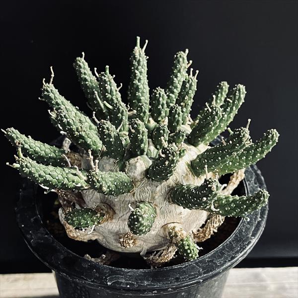 楽天市場】コーデックス：ユーフォルビア ガムケンシス 大株 実生*幅