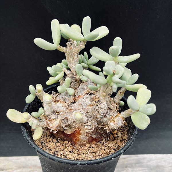 楽天市場】☆特価☆コーデックス：ケラリア ピグマエア 大株*葉幅9cm