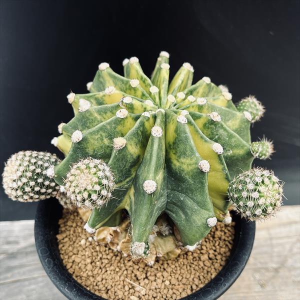 楽天市場】サボテン：エキノプシス 世界の図*幅11cm 現品！一品限り