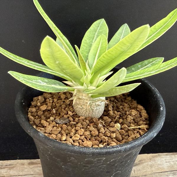 楽天市場】パキポディウムエブレネウムの通販