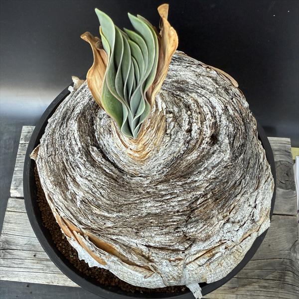 楽天市場】☆特価☆コーデックス：ブーファン ハエマンソイデス*塊幅