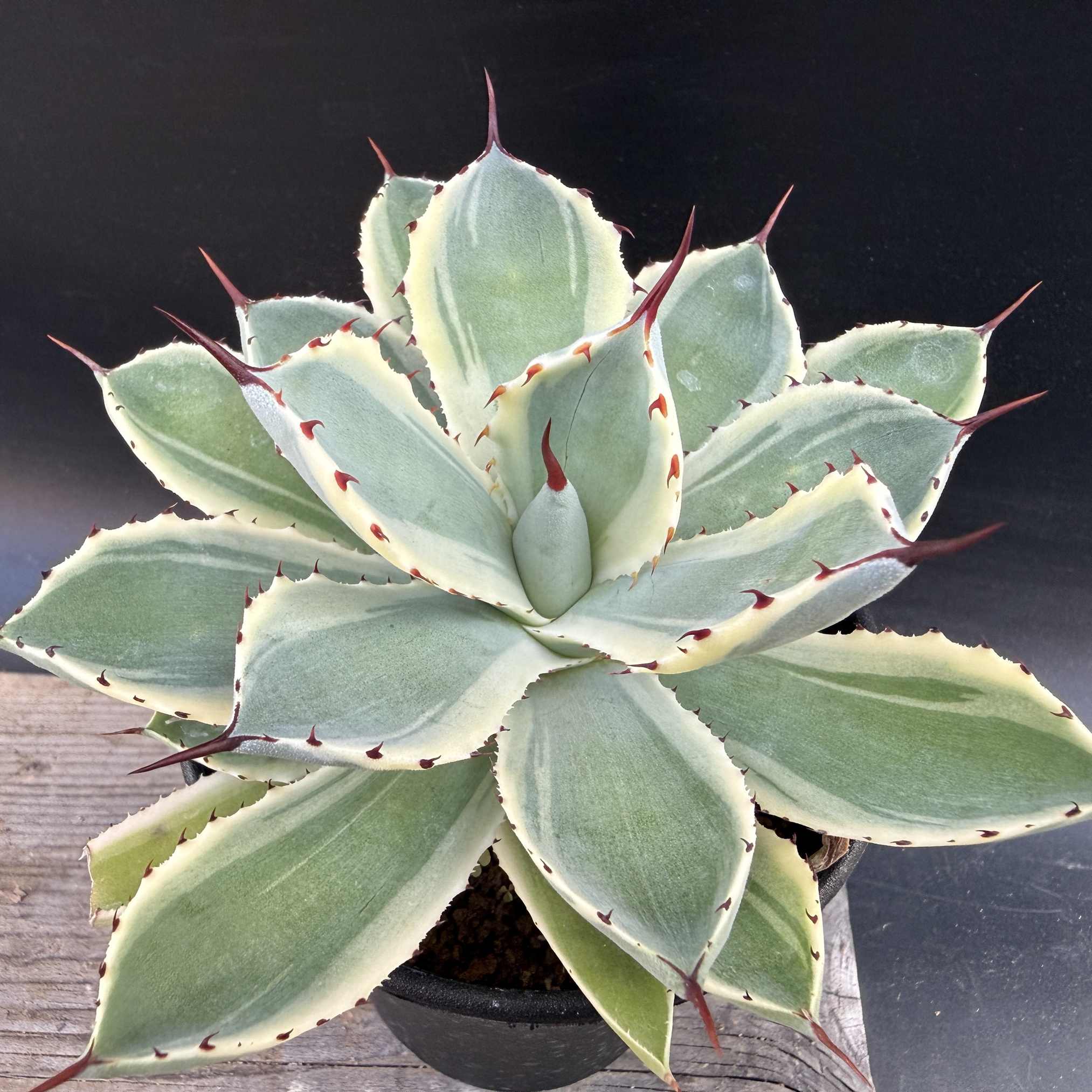 楽天市場】多肉植物：アガベ 吉祥冠錦 覆輪*M 幅10cm : 遊恵盆栽