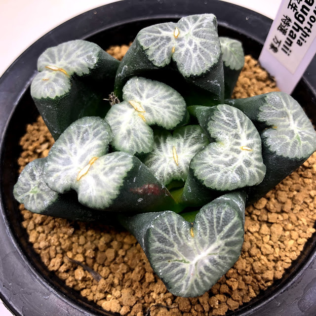 楽天市場】多肉植物：ハオルチア 万象 実生特選*幅7cm 現品！一品