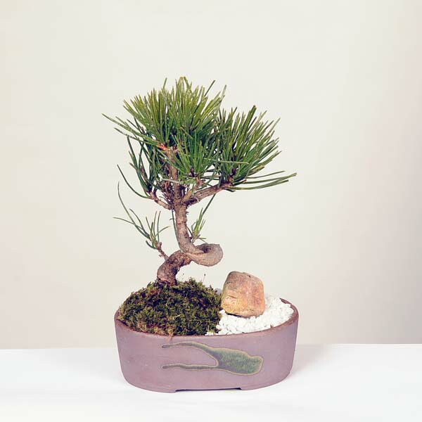 楽天市場】ミニ景色盆栽：三河黒松*（瀬戸焼楕円鉢）＜数量限定＞苔 和