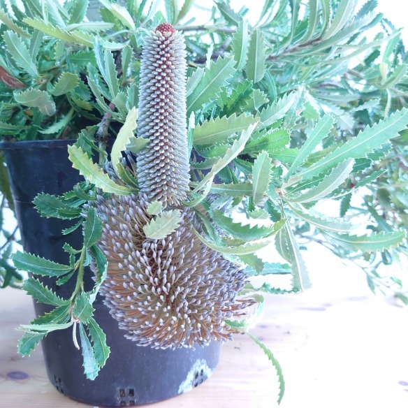 楽天市場】【バンクシア ピグミーポッサム】現品配送！ネイティブ