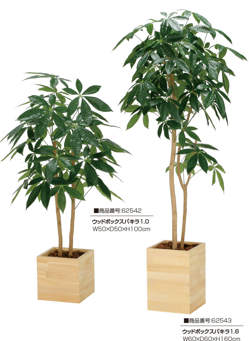 楽天市場】【クーポンで10%OFF】 光触媒人工植物 ウッドボックスパキラ