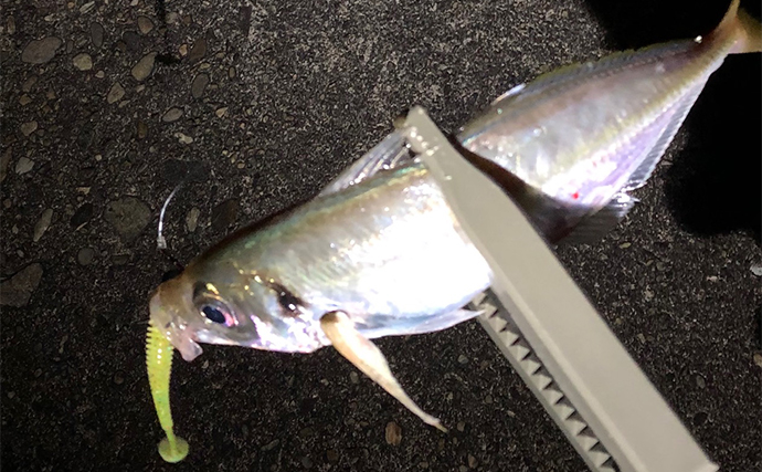 ブラックバス釣りのワームでアジングしてみた 違いは固さとフォール