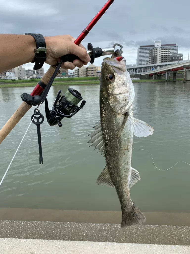 実際に買って使って本音レビュー】シマノワールドシャウラドリーム