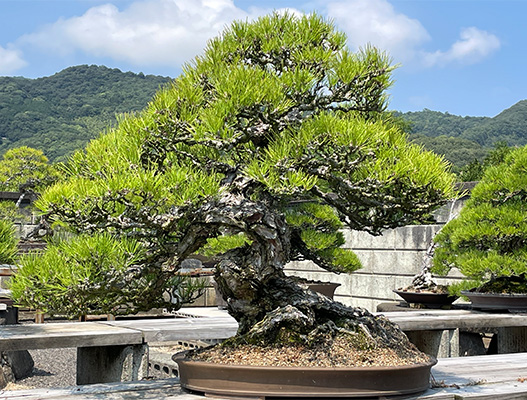 盆栽｜TRAVEL KAGAWA autumn 香川の手しごとを巡る