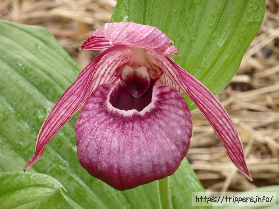 絶滅危惧種の釜無ホテイアツモリソウを観に入笠山へ登山 日帰り
