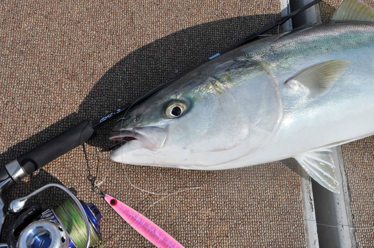 TrickStar 624 (Jigging Spinning Model for Yellowtail) | TRUTH JAPAN