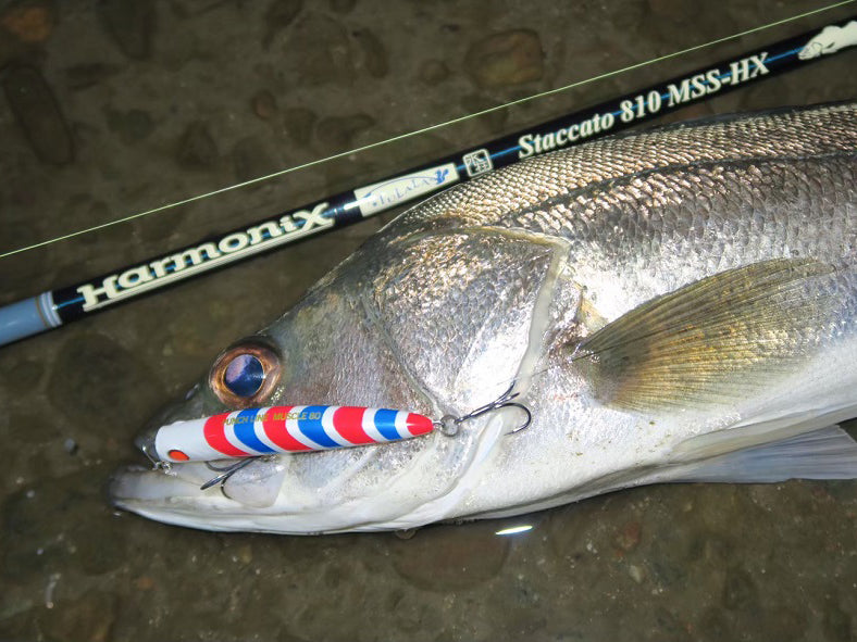 Staccato 810 MSS-HX – TULALA online store