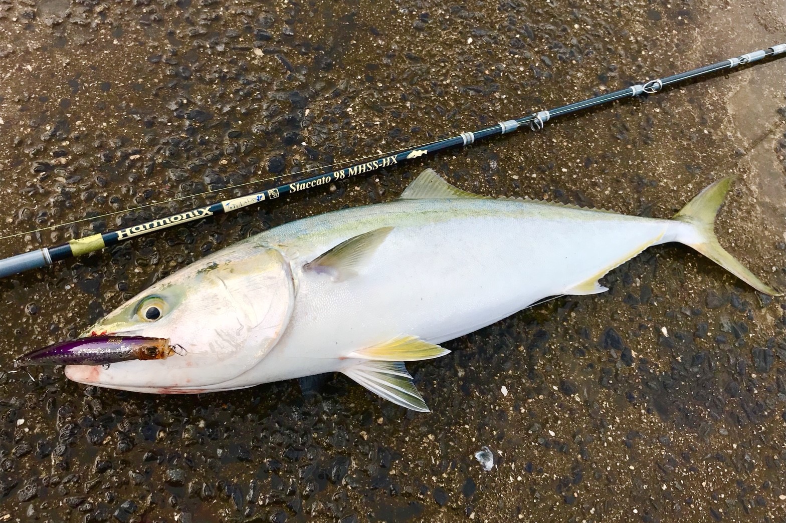 TULALA | Ford every stream | » Staccato98MHSS-HX