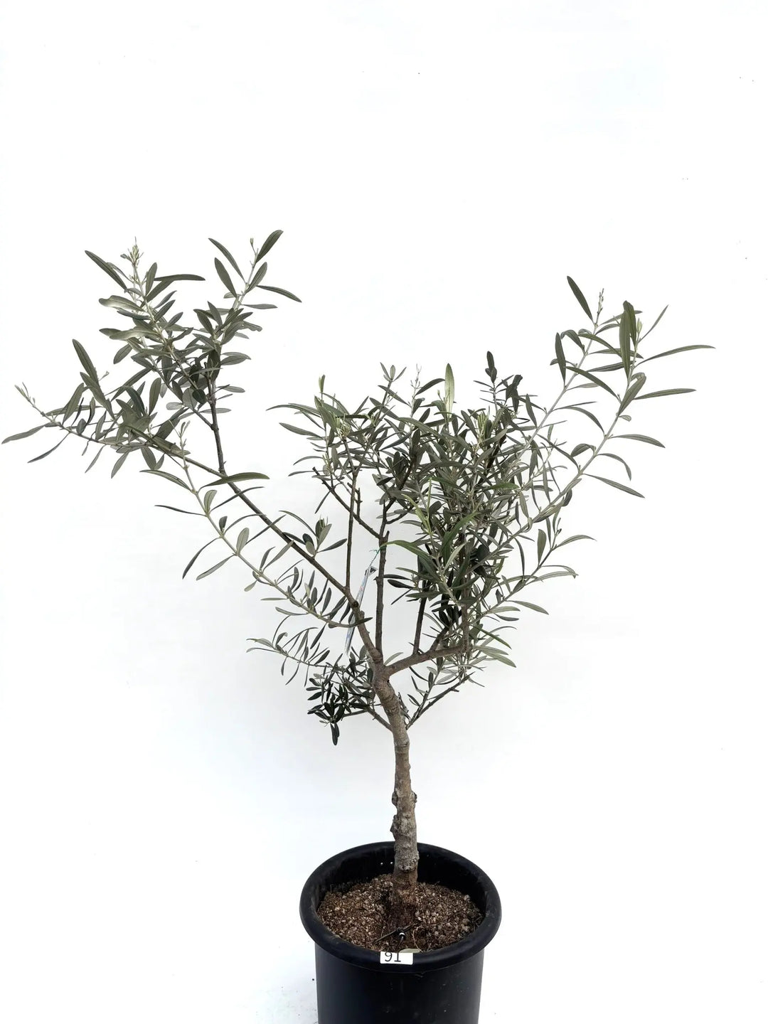 希少・銀葉】セントキャサリン（オリーブの木）〈直立型〉｜100cm｜M