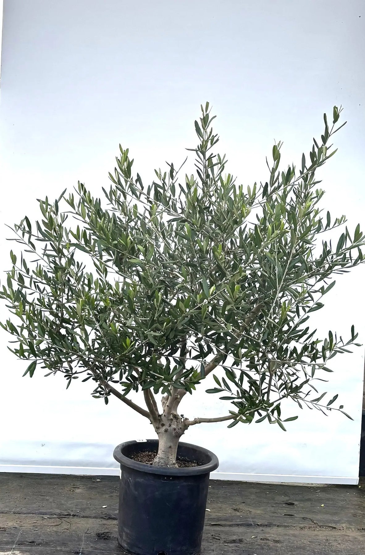 オリーブの木 コラチナ 盆栽風 8号 約50cm 現品販売 オリーブの木