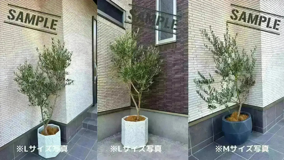 初心者向き・直立型】ひなかぜ（オリーブの木）〈目隠し〉｜90cm｜M