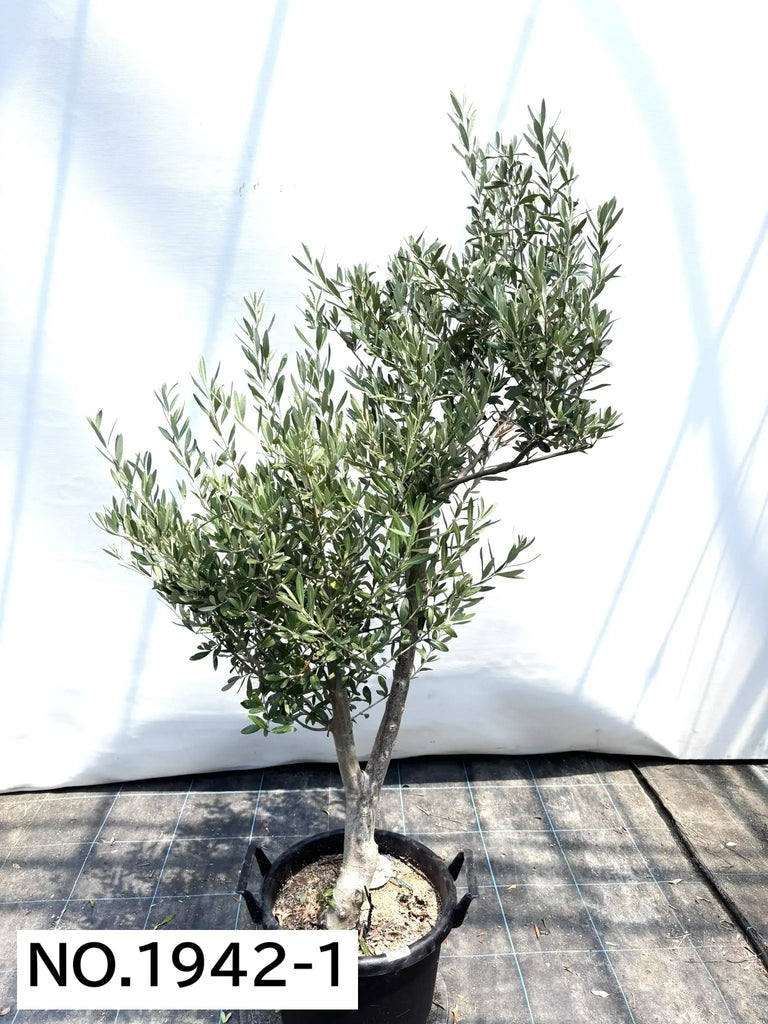 NEWシプレシーノ（オリーブの木）｜大型商品｜NO.1942｜約160cm｜人気