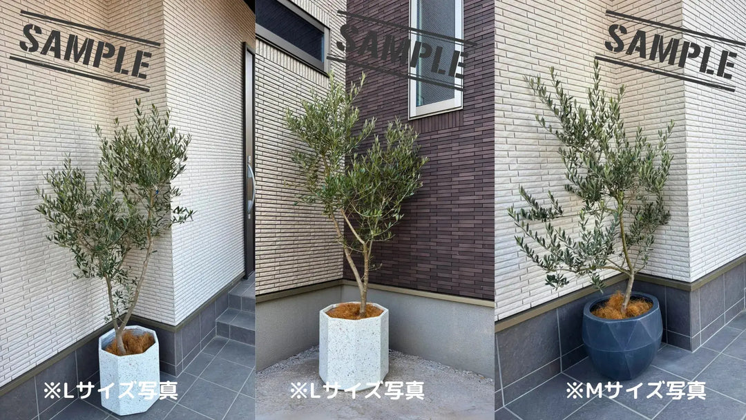 NEWコラチナ（オリーブの木）｜XLサイズ｜NO.2118｜約180cm｜人気