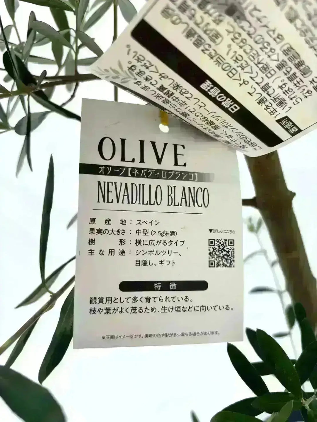 法人限定】ネバディロブランコ（オリーブの木）｜XL｜NO.1910｜約180cm