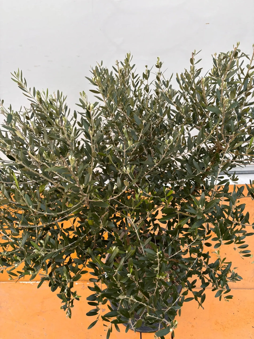 NEWネバディロブランコ（オリーブの木）｜XLサイズ｜No.2071｜約130cm