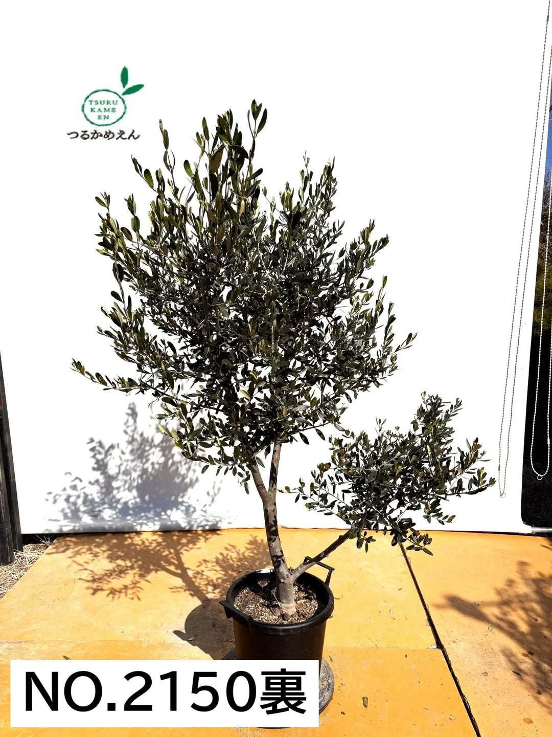 NEWルッカ（オリーブの木）｜XLサイズ｜No.2150｜約170cm｜人気・寒冷