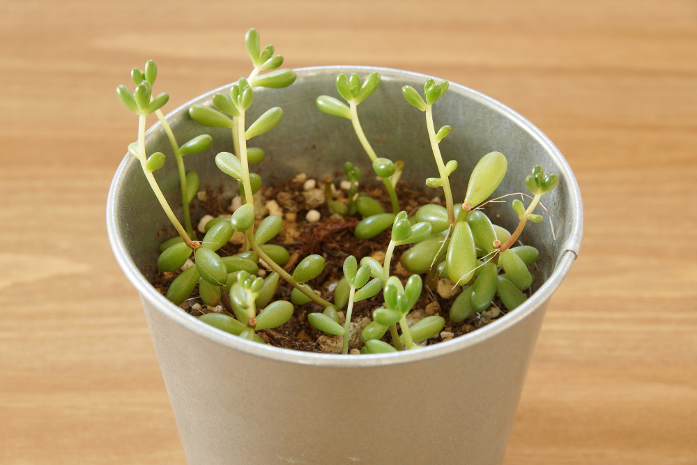 暑い室内で耐える虹の玉の植え替え | ウチデグリーン | UCHI de GREEN