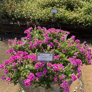Verbena Empress® 'Sun Kiss Pink' from University of Georgia Trial