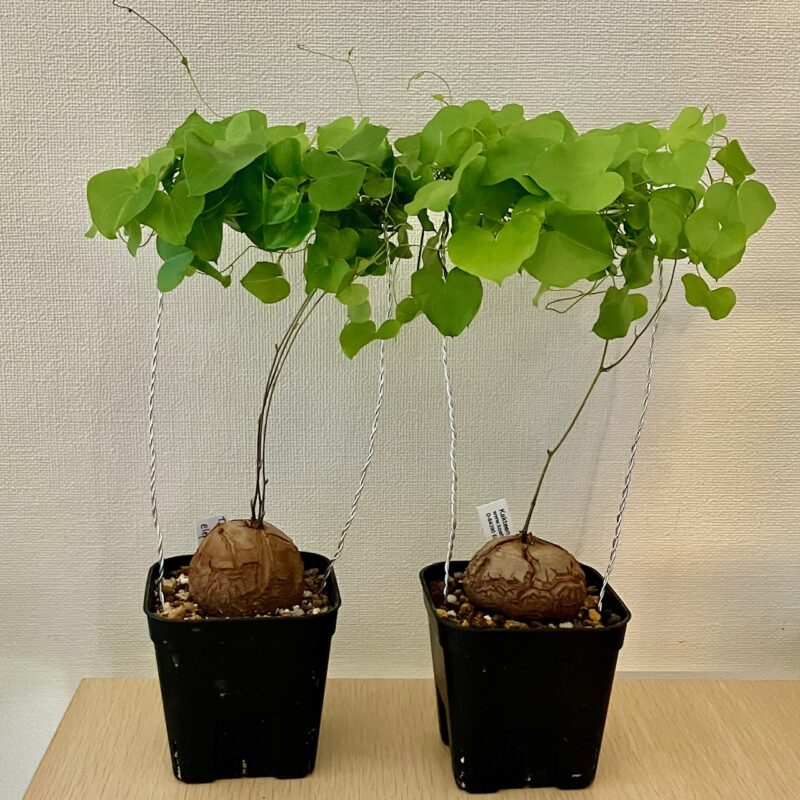 休眠しない【実生亀甲竜】（Dioscorea elephantipes）。紅葉した株を