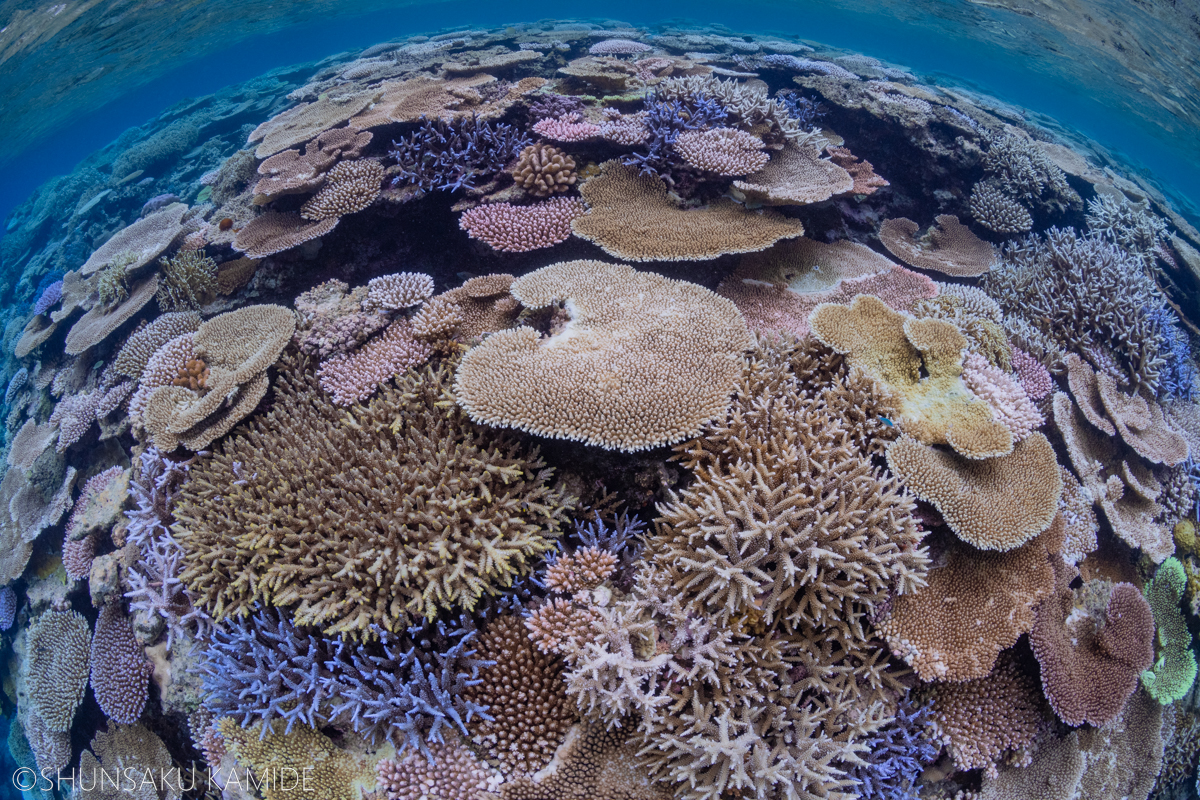 沖縄のサンゴ2022 ~一斉産卵から大規模白化まで~ - 陽だまりスタジオ