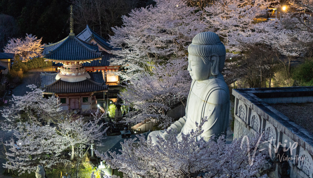 奈良・高取町の桜の名所！大仏様と満開の桜が咲き誇る話題の絶景
