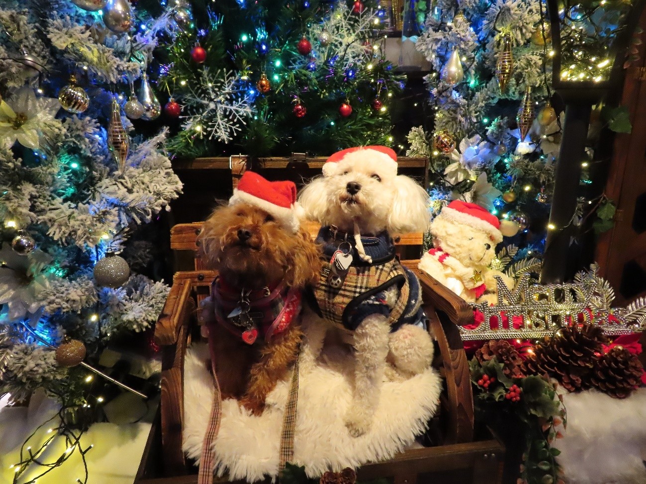 大阪市・鶴見区】異国情緒あふれる雰囲気のドックカフェ Cafe＆Bar Can