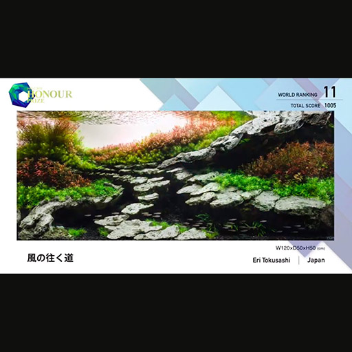 ADA 2022年度 IAPLC 世界水草レイアウトコンテスト】作品メイキング