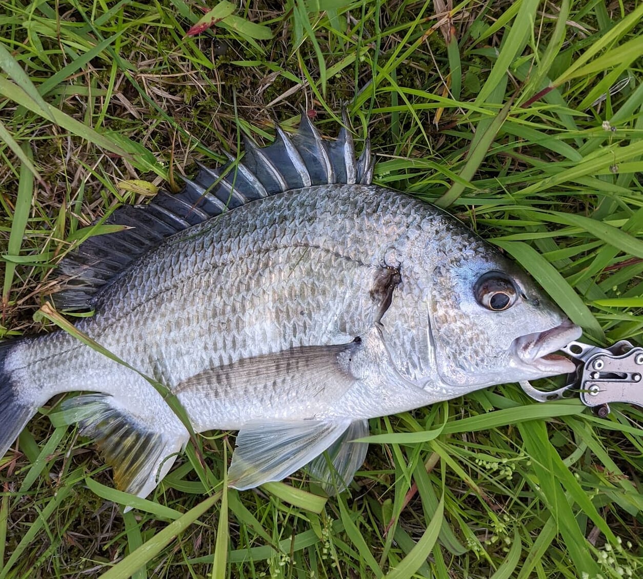 21アルファスSV TWにレイズスタジオのフィネススプールを使用してみ