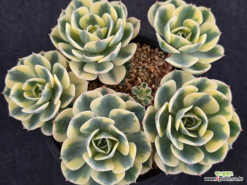 91#多肉植物アエオニウム錦❤️ 白ウエディングドレス ❤️6頭20cm拔き