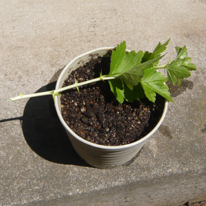 スグリを挿し木で増やす｜果樹栽培記録