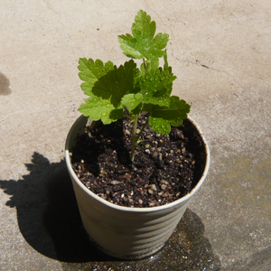 スグリを挿し木で増やす｜果樹栽培記録