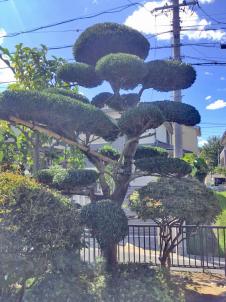 槇（マキ） | 剪定・伐採・除草なら植木屋革命クイック・ガーデニング