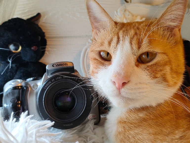 初心者おすすめ！ キヤノンで1番安くて実用的なデジタル一眼 EOS Kiss