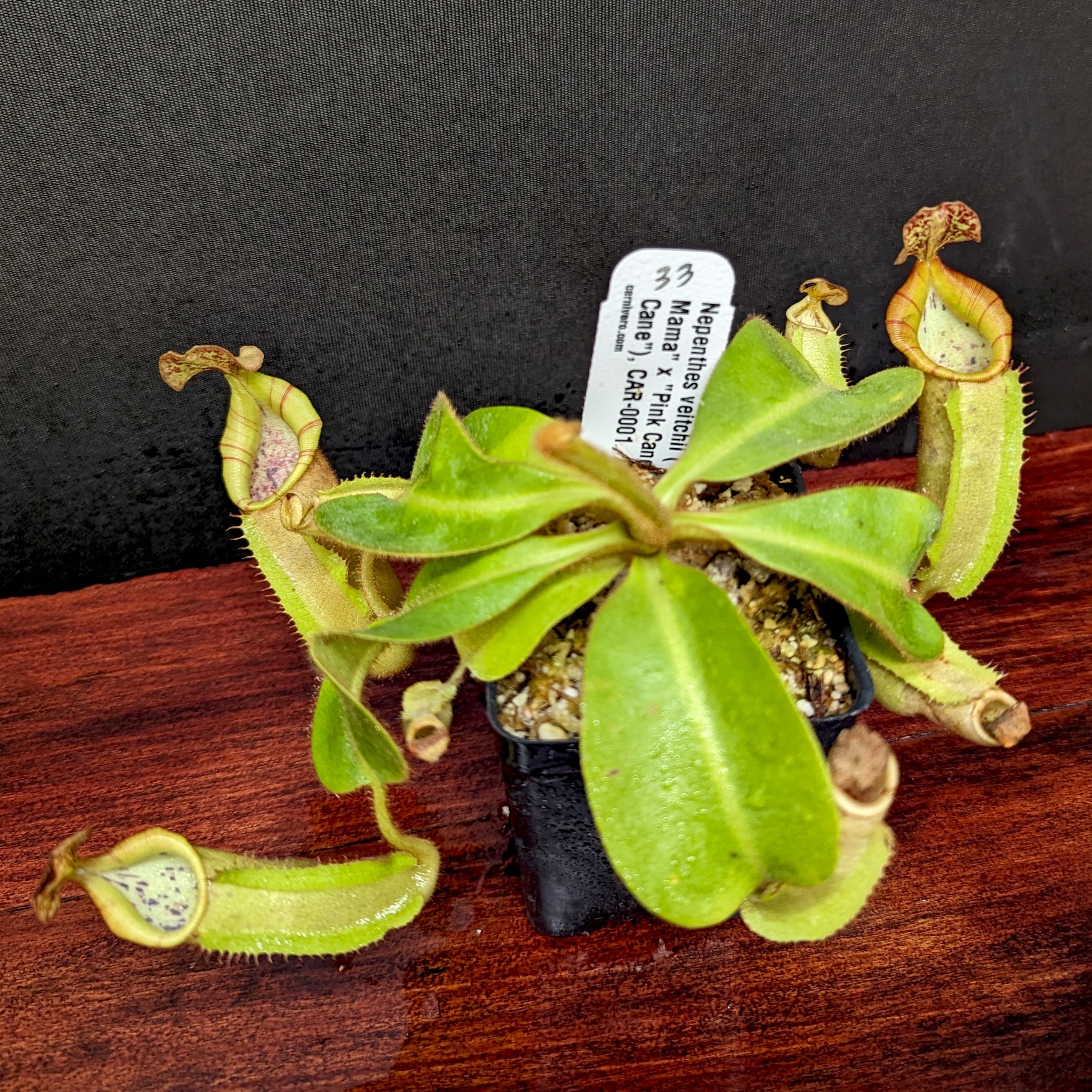 Nepenthes veitchii (