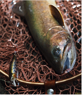 Casket カスケット｜トラウト、バス、ソルトルアー専門店｜通販可能｜