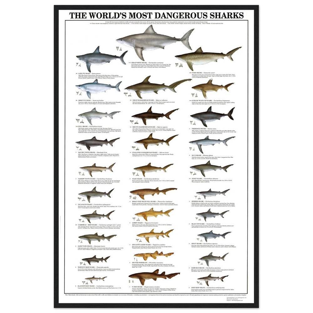 The World's Most Dangerous Sharks - Poster and Identification