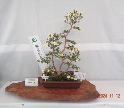 今年も小菊盆栽展示会にお邪魔しました（令和6年12月20日） 横浜市瀬谷区